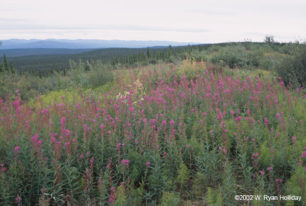 Fireweed near Dempster Highway