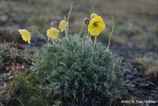 Flowers with Morning Frost