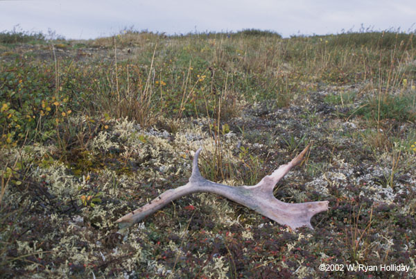 Antler and Fall Tundra Color