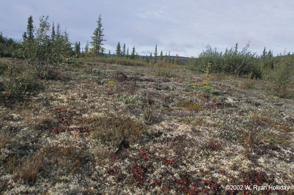 Fall Tundra Color