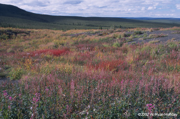 Wildflowers near Dempster Highway