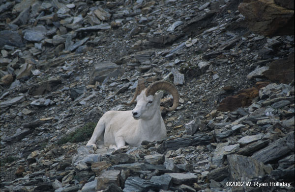 Dall sheep above Savage River