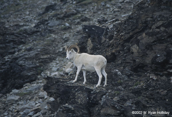 Dall sheep above Savage River