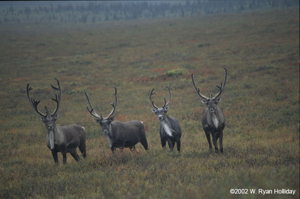 Caribou Near Savage River