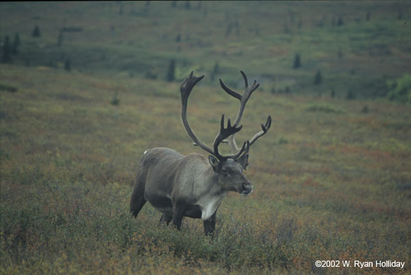 Caribou Near Savage River