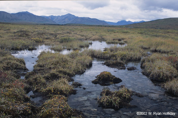 Stream and Moss Near Savage River