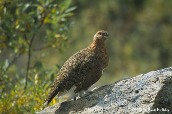 Ptarmigan near Savage River