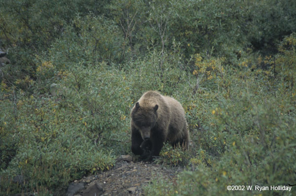 Grizzly Bear