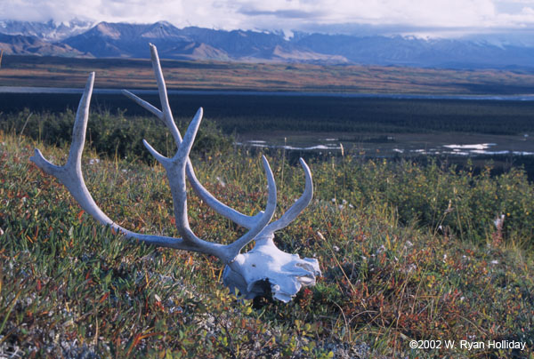 Caribou Skull on the Tundra