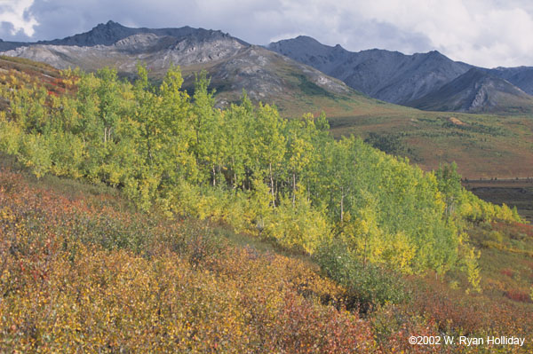 Fall color near Savage River