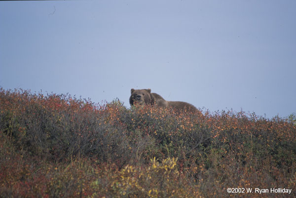 Grizzly Bear near Eilsen Vistor Center