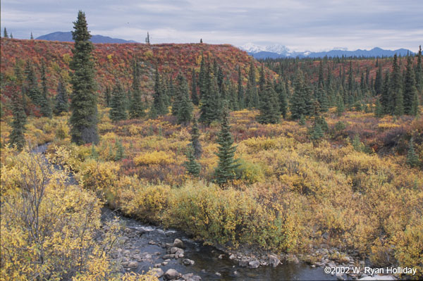 Fall color along Denali Highway