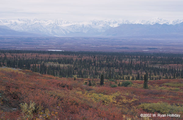 Fall color along Denali Highway
