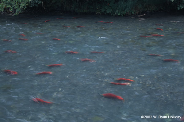 Spawning Sockeye Salmon