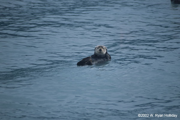 Sea Otter