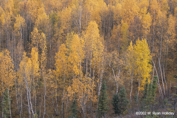 Fall Color Near Dalton Highway