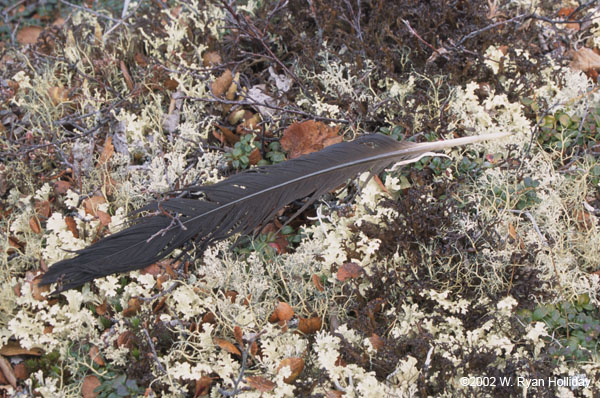 Feather and Tundra Flowers