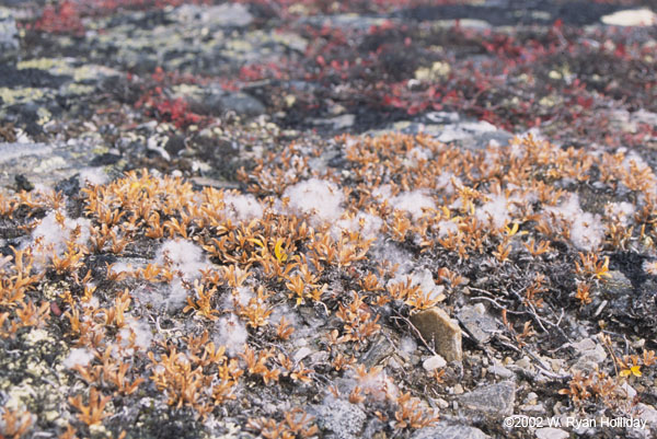 Tundra Flowers