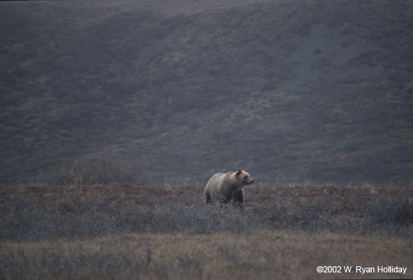 Grizzly near Dalton Highway