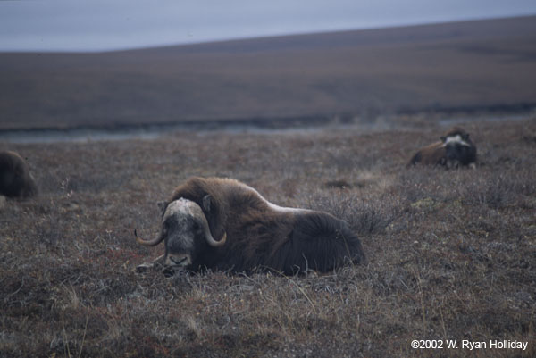 Muskox near Dalton Highway