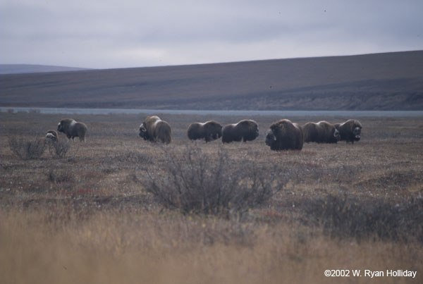 Muskox near Dalton Highway