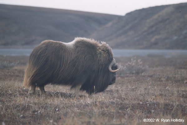 Muskox near Dalton Highway