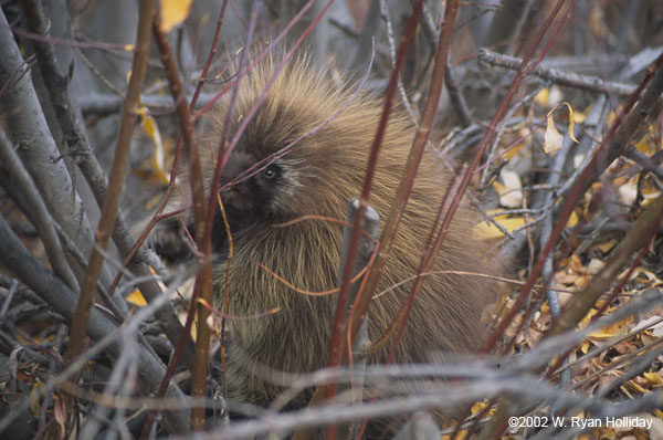 Porcupine near the Top of the World Highway