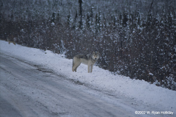 Wolf near the Dempster Highway