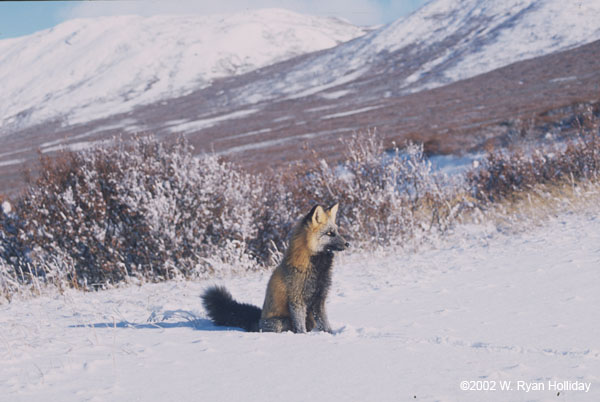 Fox near the Dempster Highway