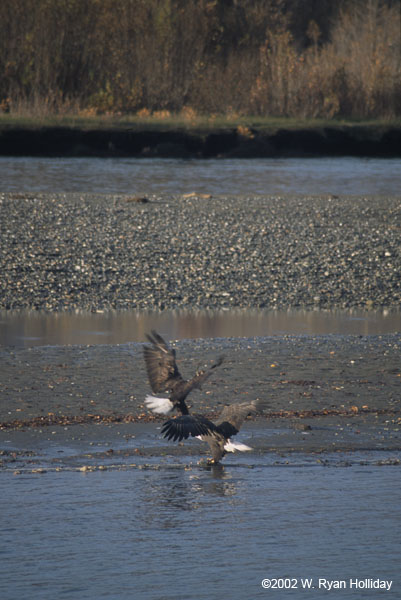 Bald Eagles Fighting