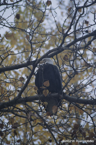 Bald Eagle in Tree