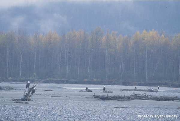 Bald Eagles in the Chilkat Bald Eagle Preserve