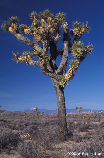 Joshua Tree