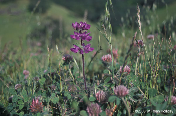Meadow Flower