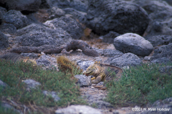 Land Iguana