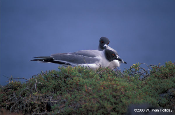 Swallow Tail Gulls