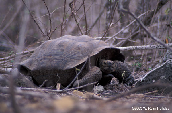 Giant Tortoise