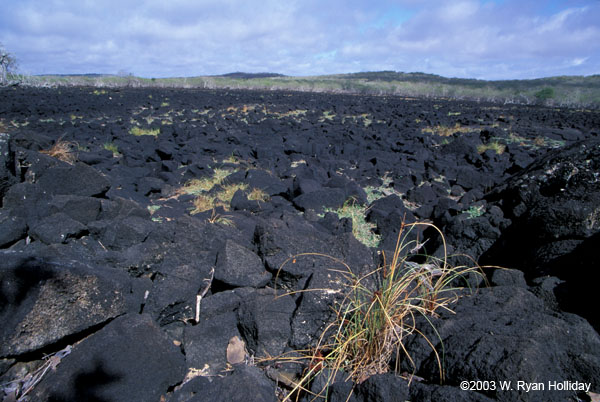 Lava Flow