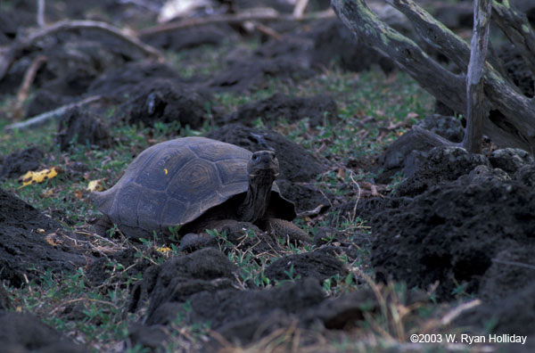 Giant Tortoise