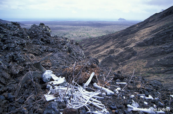 Goat Bones and View