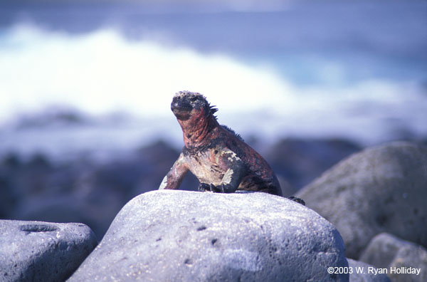 Marine Iguana