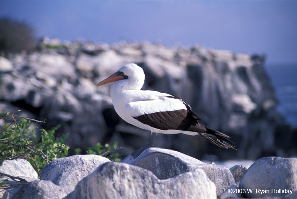 Nazca Boobie