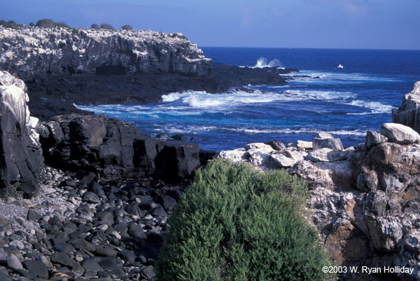 Espanola Island Seashore