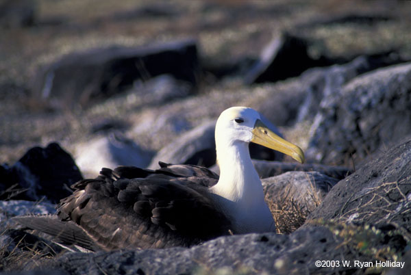 Waved Albatross