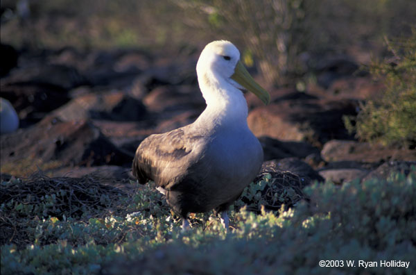 Waved Albatross