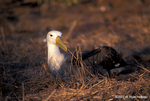 Waved Albatross