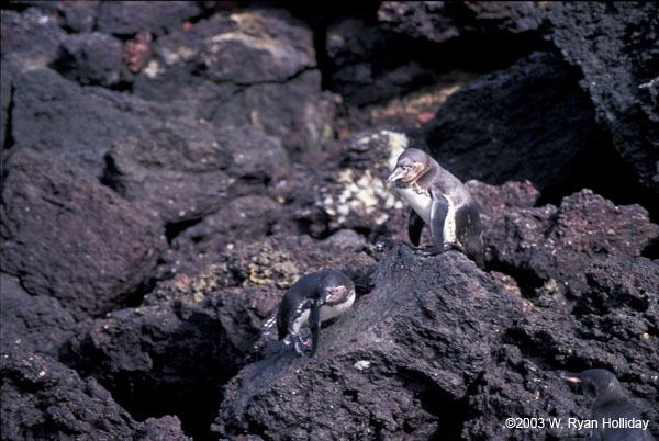 Galapagos Penguins