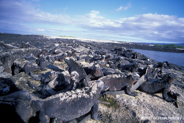 Marine Iguanas