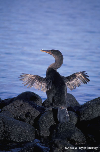 Flightless Cormorant