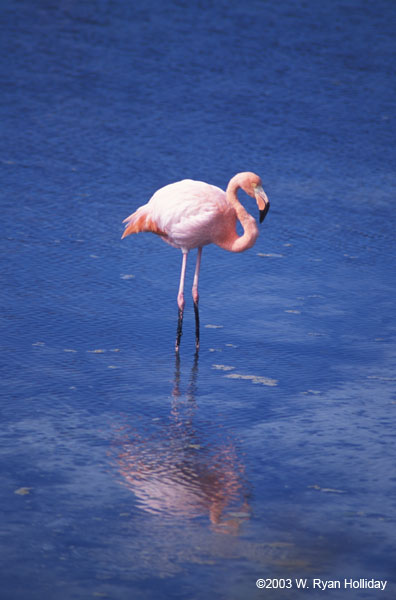 Flamingo near Dragon Hill